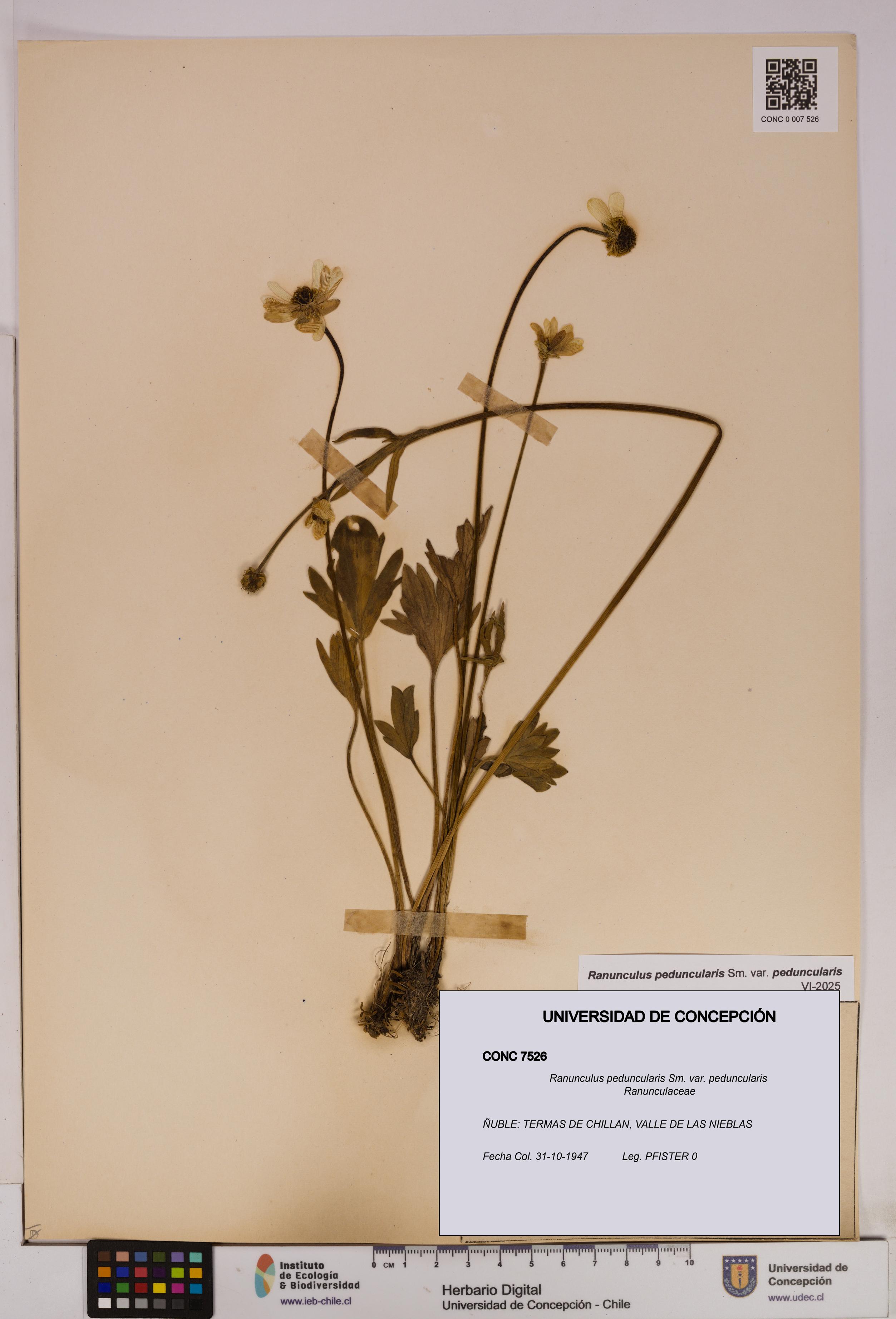 Ranunculus peduncularis var. peduncularis [Espécimen: UDEC:CONC:0007526]