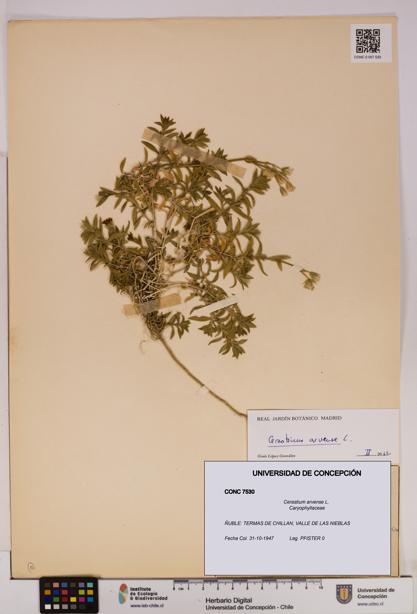 Cerastium arvense [Espécimen: UDEC:CONC:0007530]