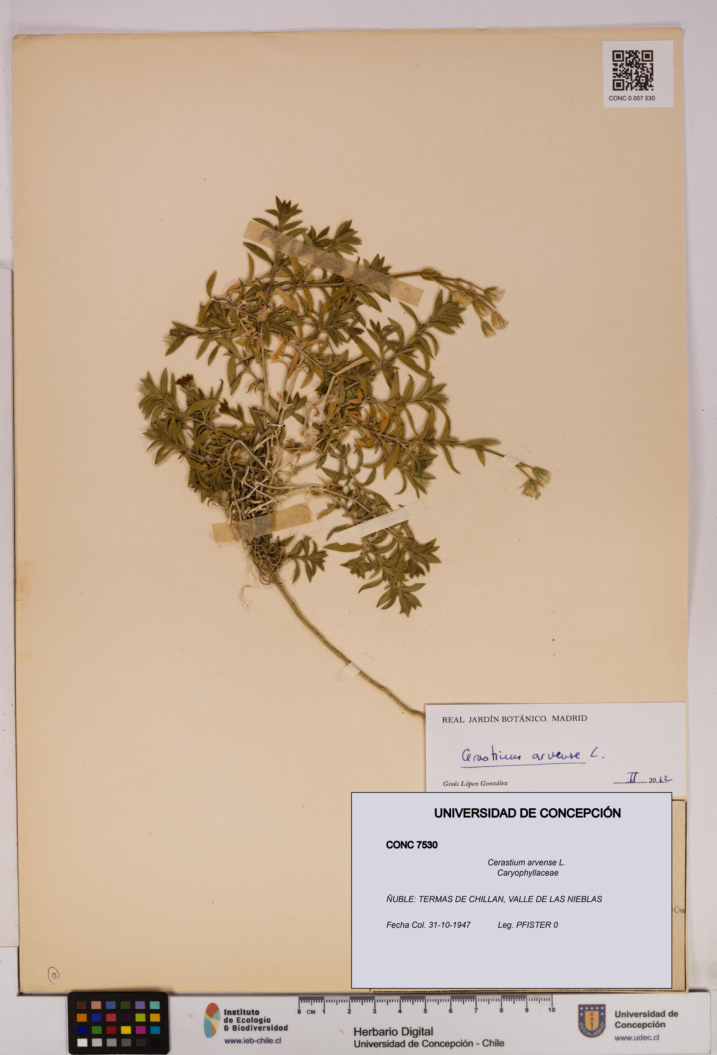 Cerastium arvense [Espécimen: UDEC:CONC:0007530]