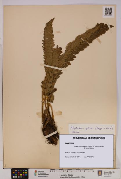 Polystichum plicatum [Espécimen: UDEC:CONC:0007531]