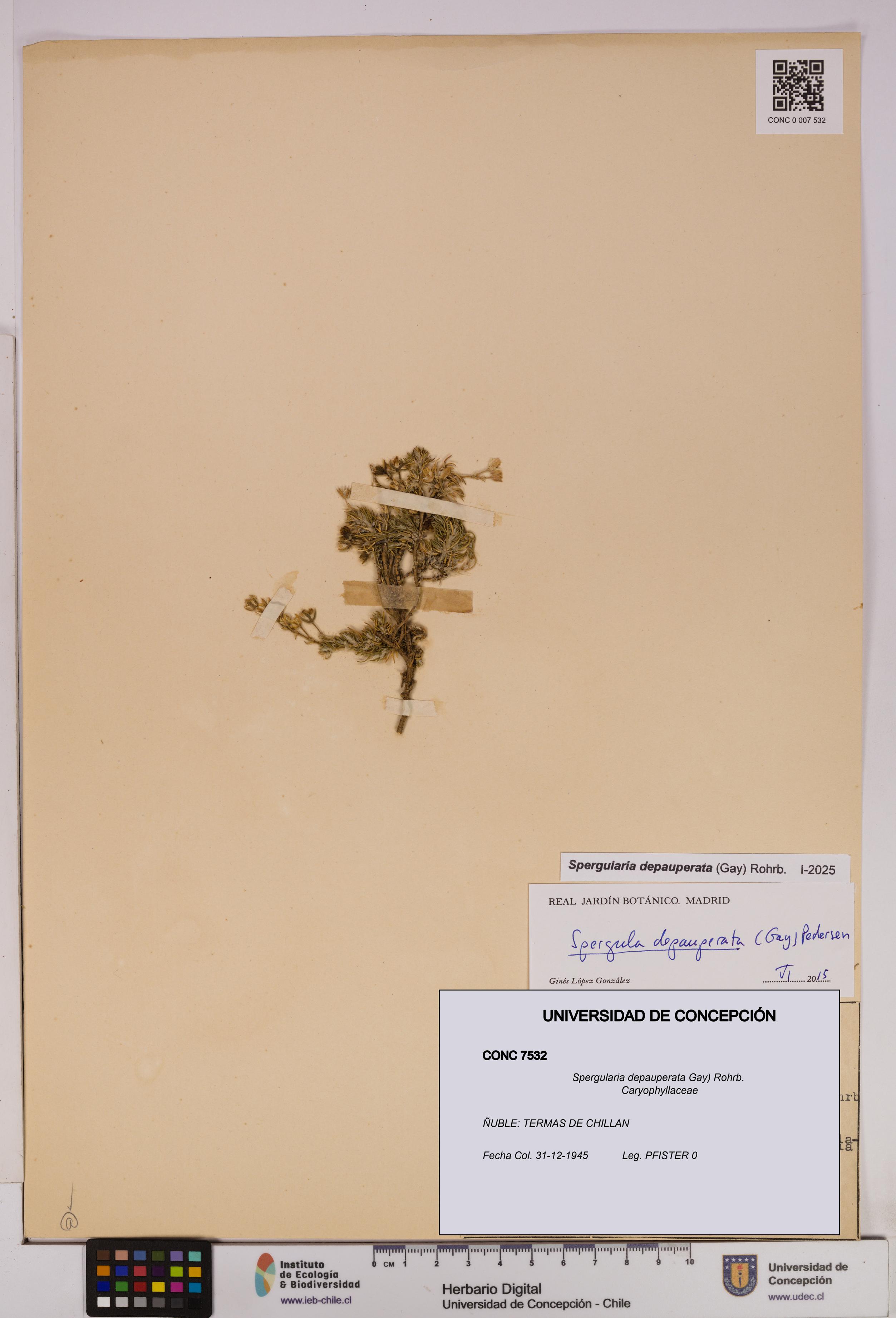 Spergularia depauperata [Espécimen: UDEC:CONC:0007532]
