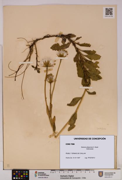 Senecio pilquensis [Espécimen: UDEC:CONC:0007538]