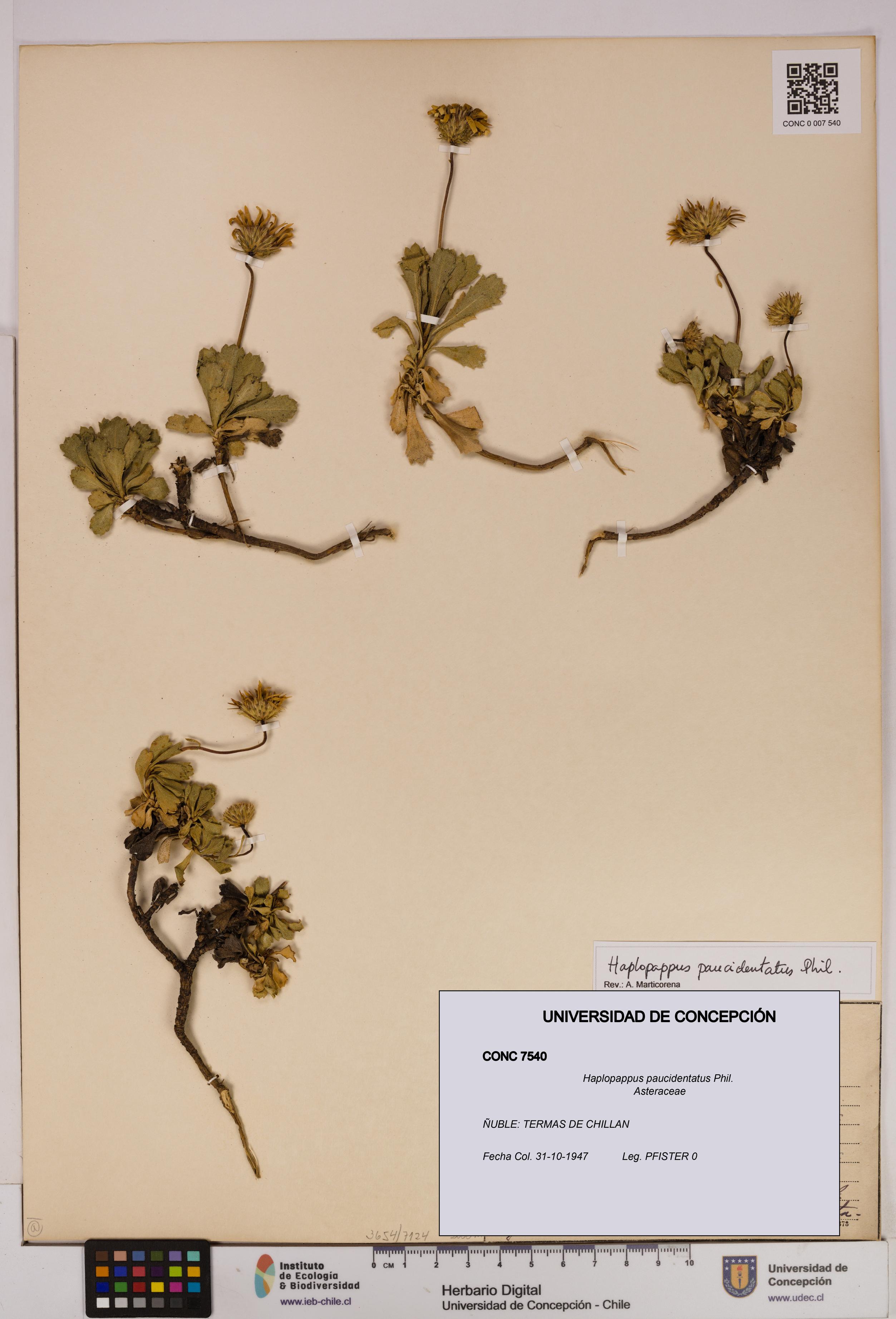 Haplopappus paucidentatus [Espécimen: UDEC:CONC:0007540]