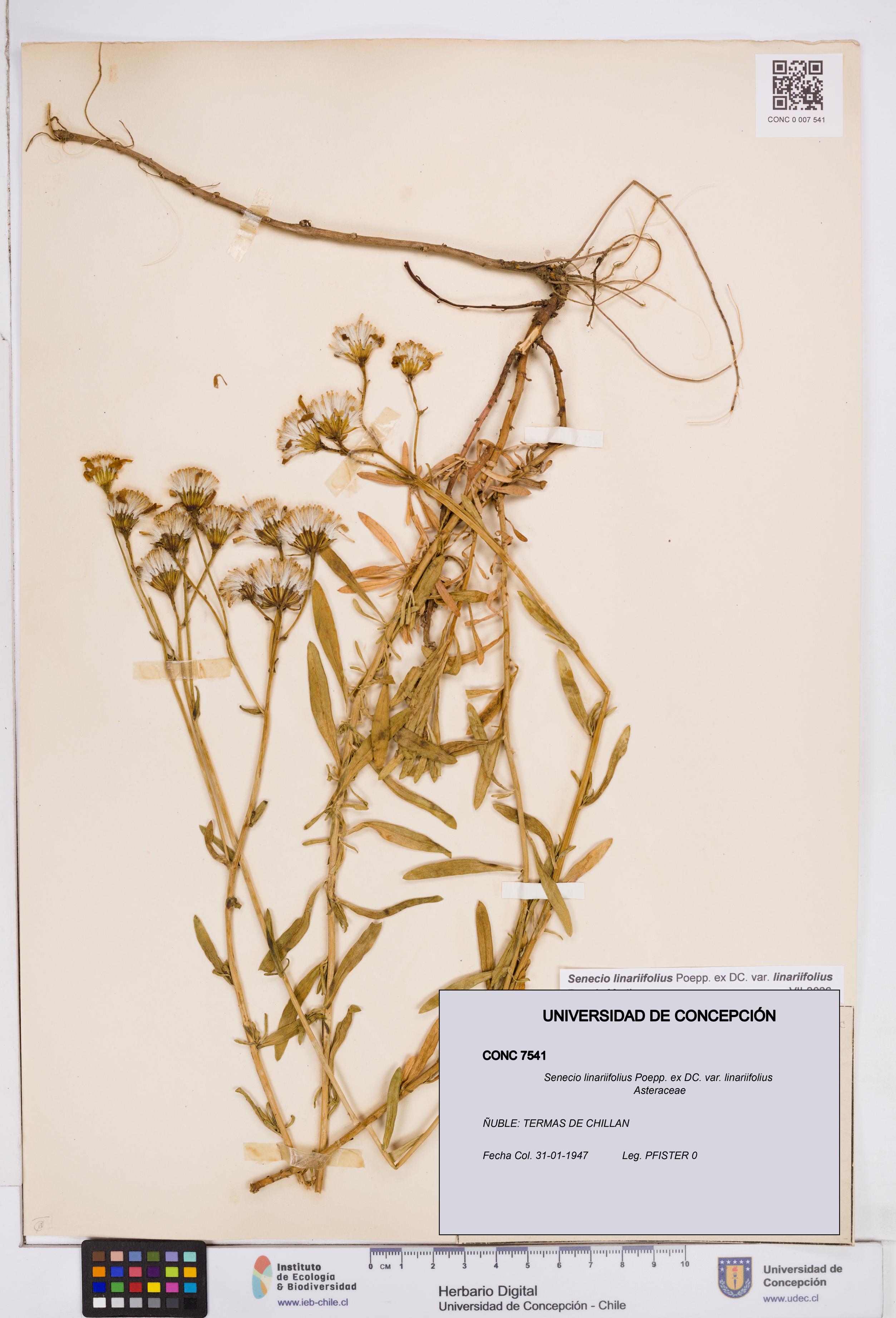 Senecio linariifolius var. linariifolius [Espécimen: ]