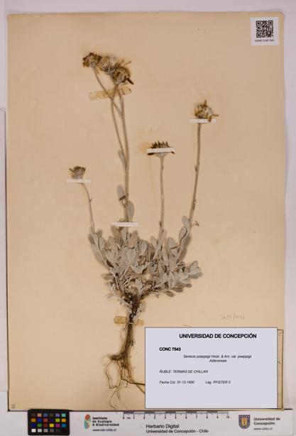 Senecio poeppigii var. poeppigii [Espécimen: ]