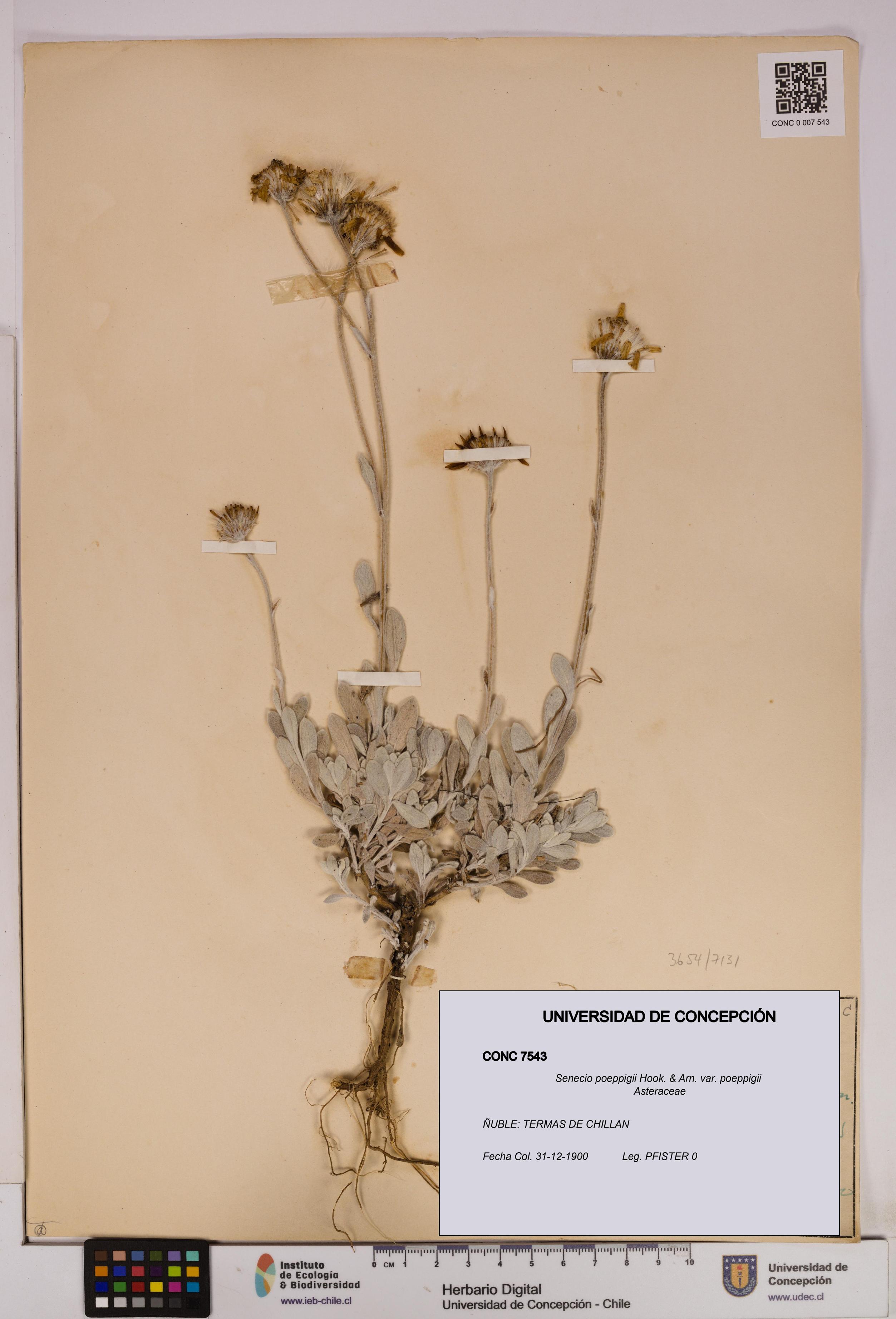 Senecio poeppigii var. poeppigii [Espécimen: ]