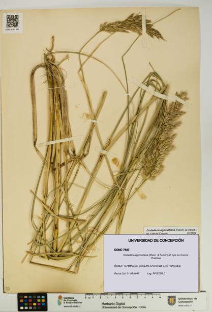 Cortaderia egmontiana [Espécimen: UDEC:CONC:0007547]