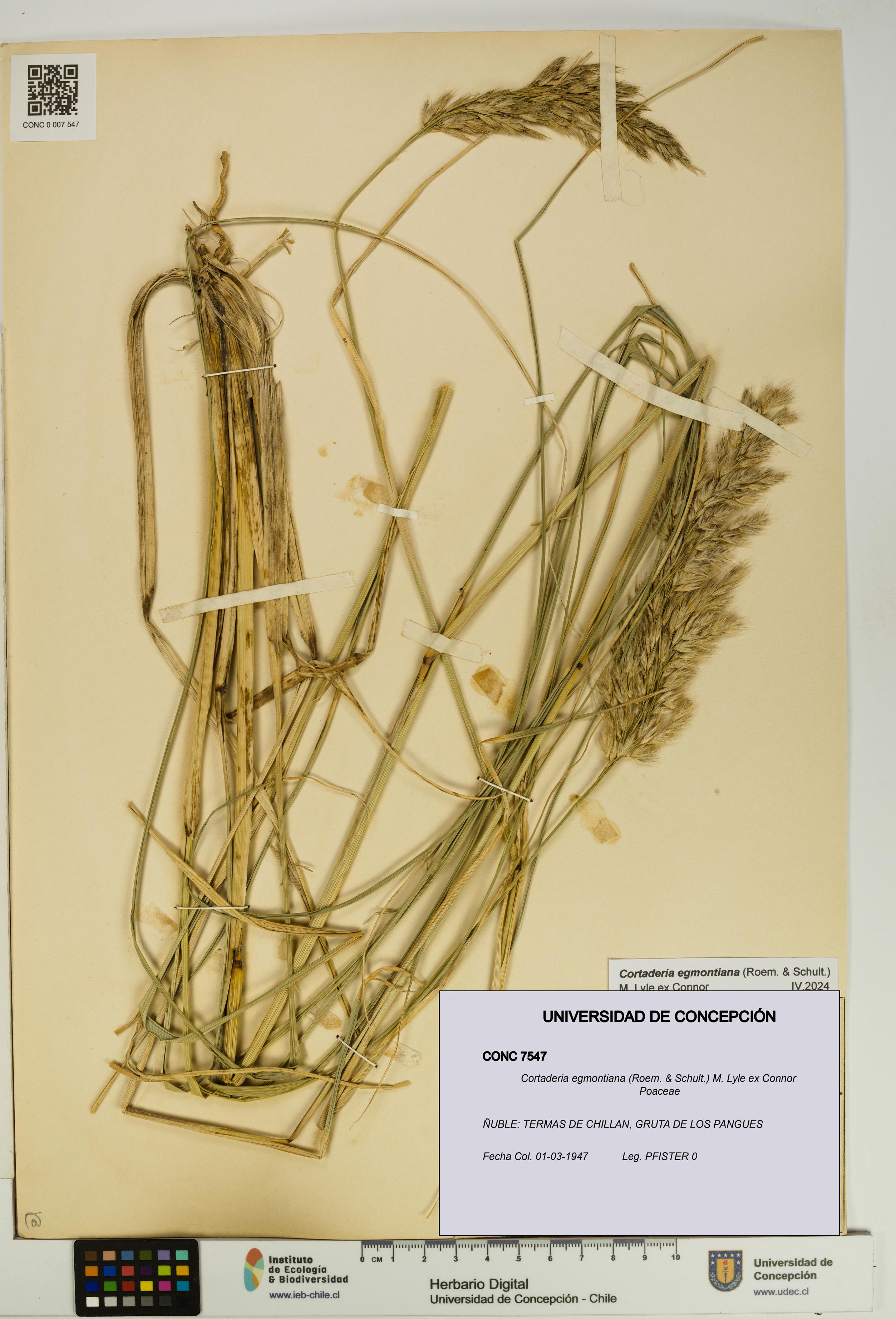Cortaderia egmontiana [Espécimen: UDEC:CONC:0007547]