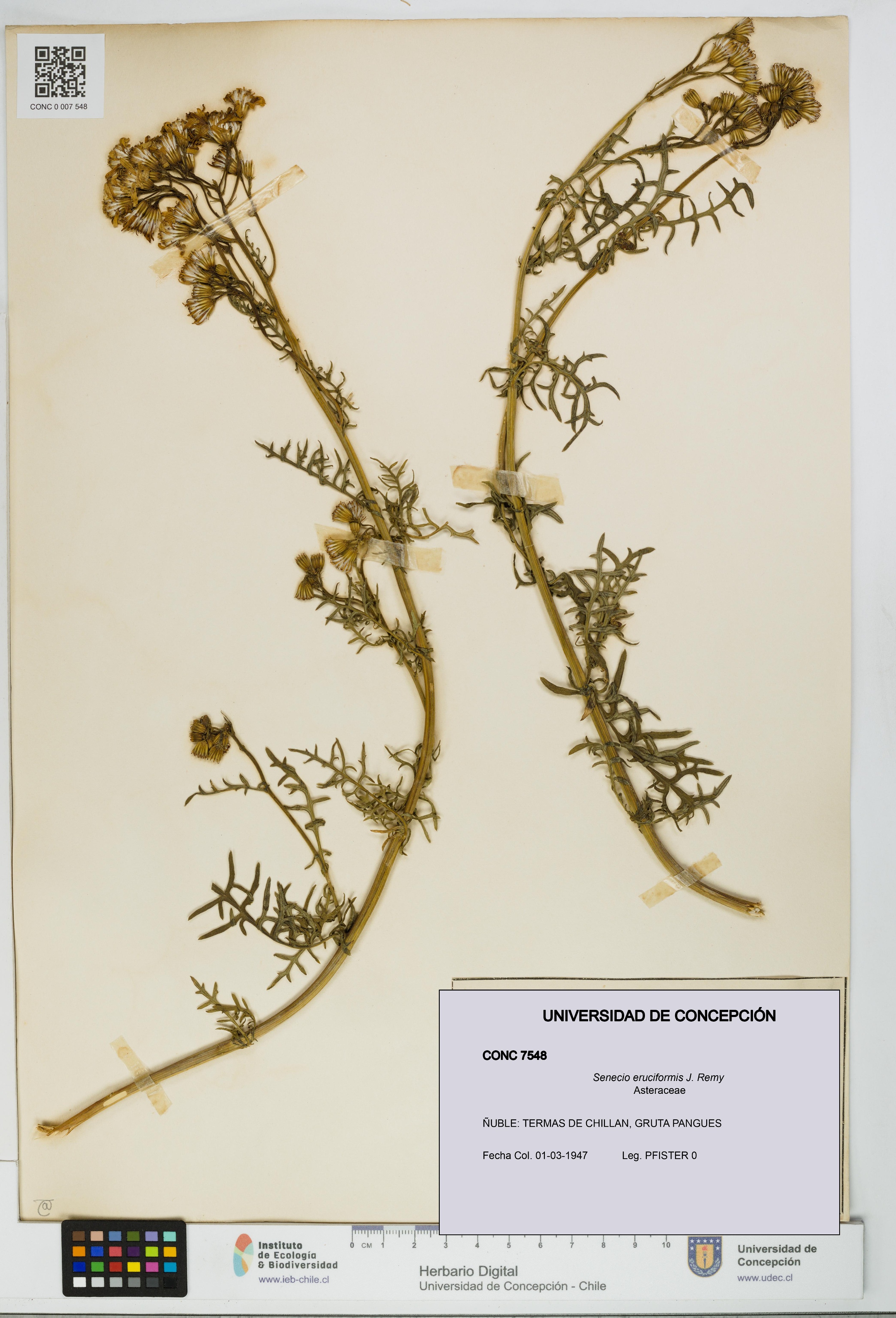 Senecio eruciformis [Espécimen: UDEC:CONC:0007548]