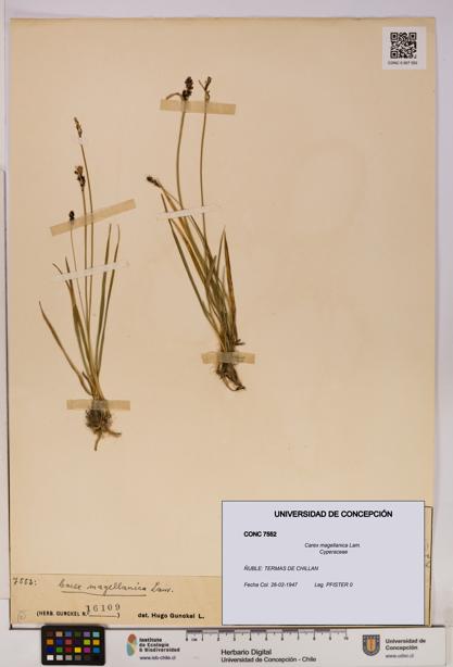 Carex magellanica [Espécimen: UDEC:CONC:0007552]