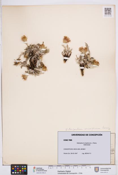 Noticastrum eriophorum [Espécimen: ]