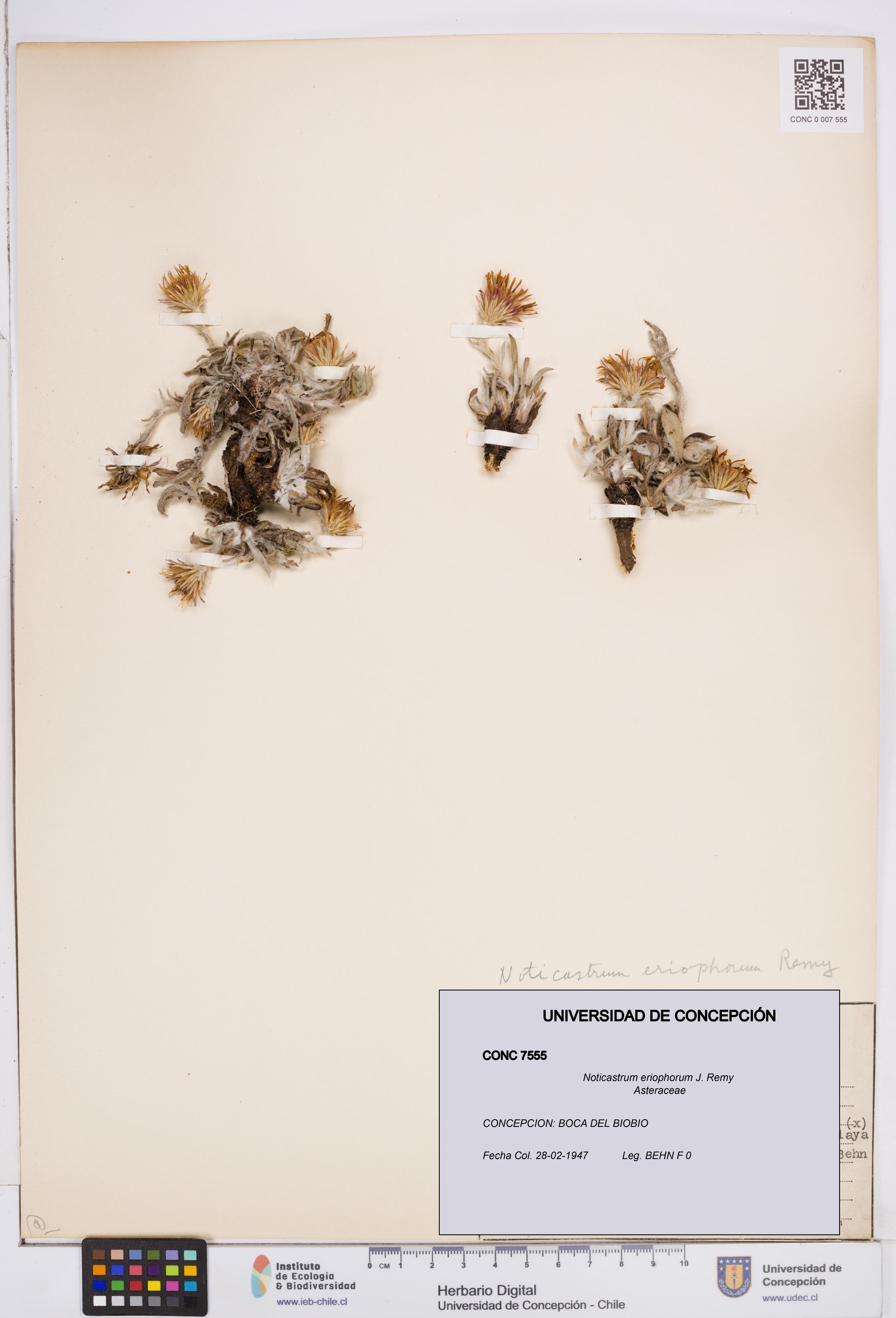 Noticastrum eriophorum [Espécimen: ]