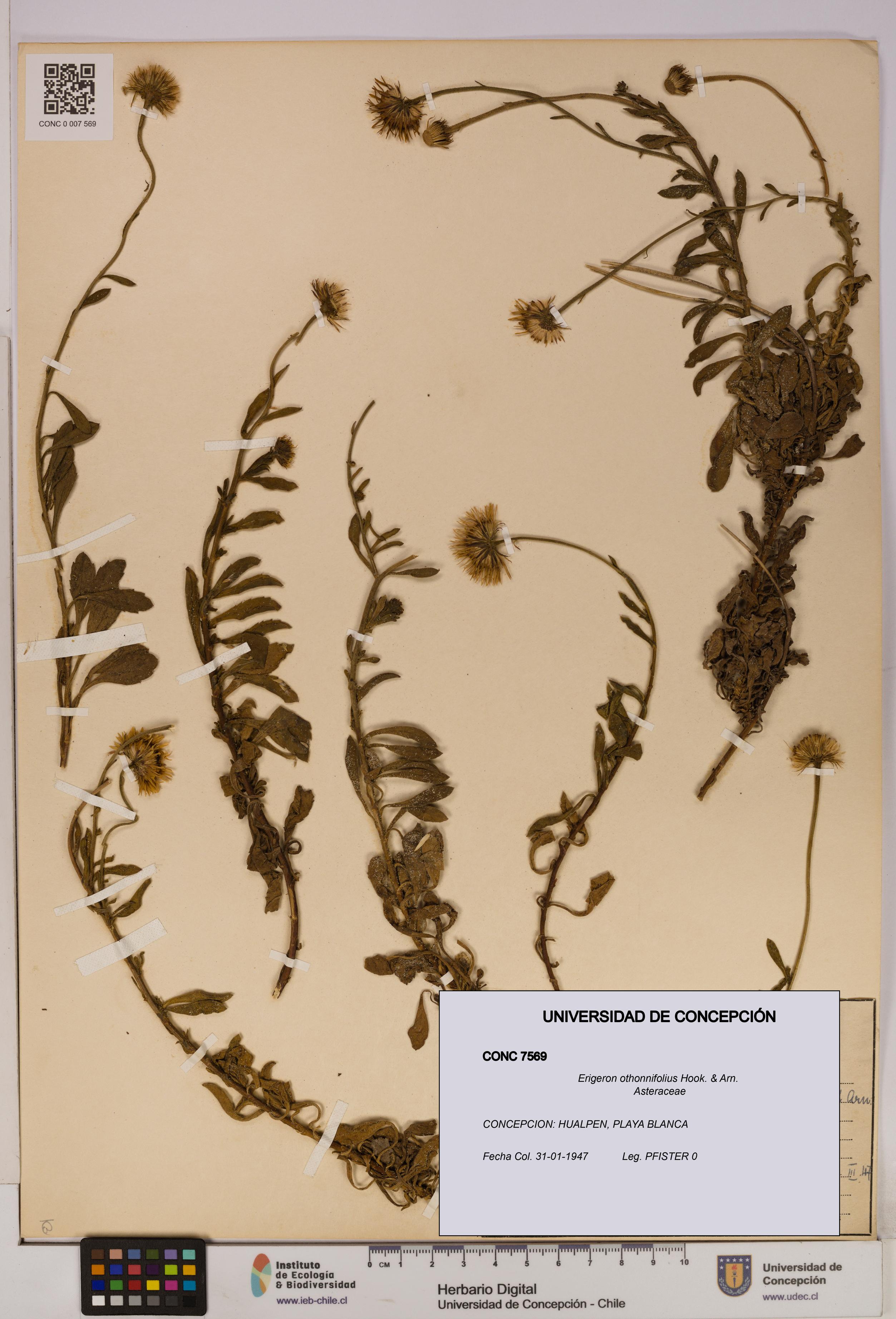 Erigeron othonnifolius [Espécimen: UDEC:CONC:0007569]