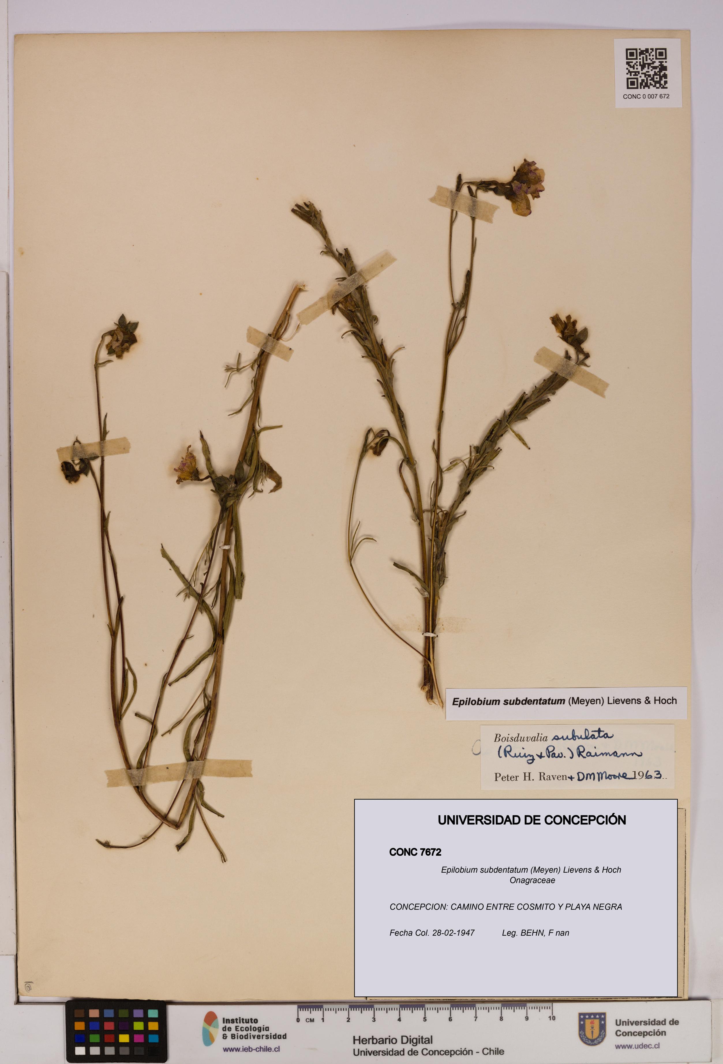 Epilobium subdentatum [Espécimen: UDEC:CONC:0007672]