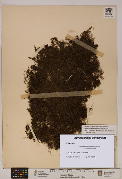 Hymenophyllum asperulum [Espécimen: UDEC:CONC:0007674]