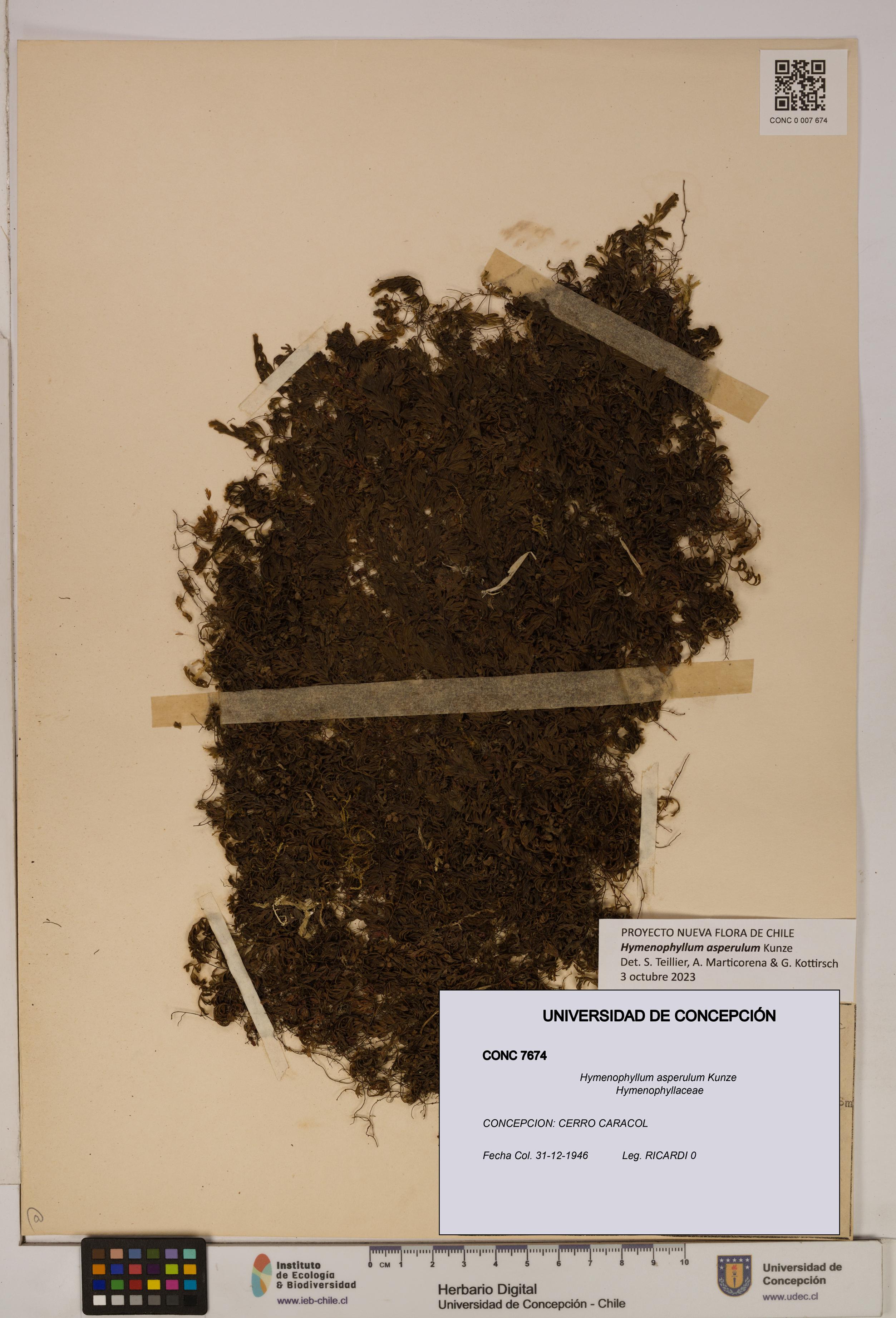 Hymenophyllum asperulum [Espécimen: UDEC:CONC:0007674]