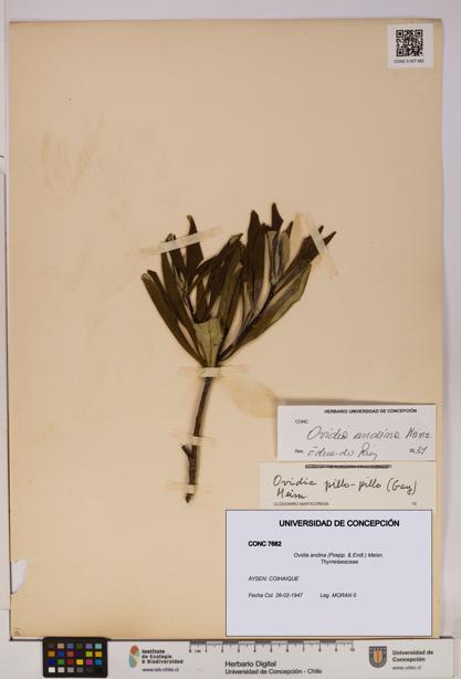 Ovidia andina [Espécimen: UDEC:CONC:0007682]