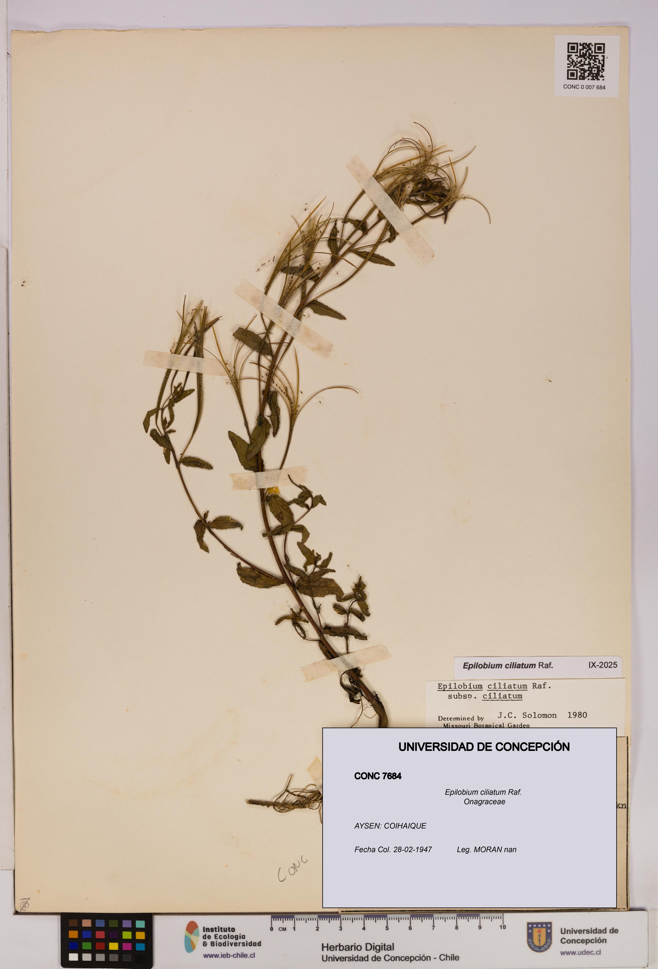 Epilobium ciliatum [Espécimen: UDEC:CONC:0007684]