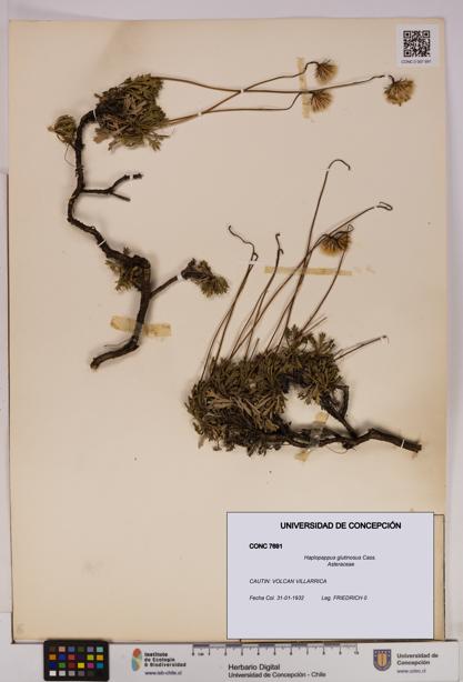 Haplopappus glutinosus [Espécimen: UDEC:CONC:0007691]