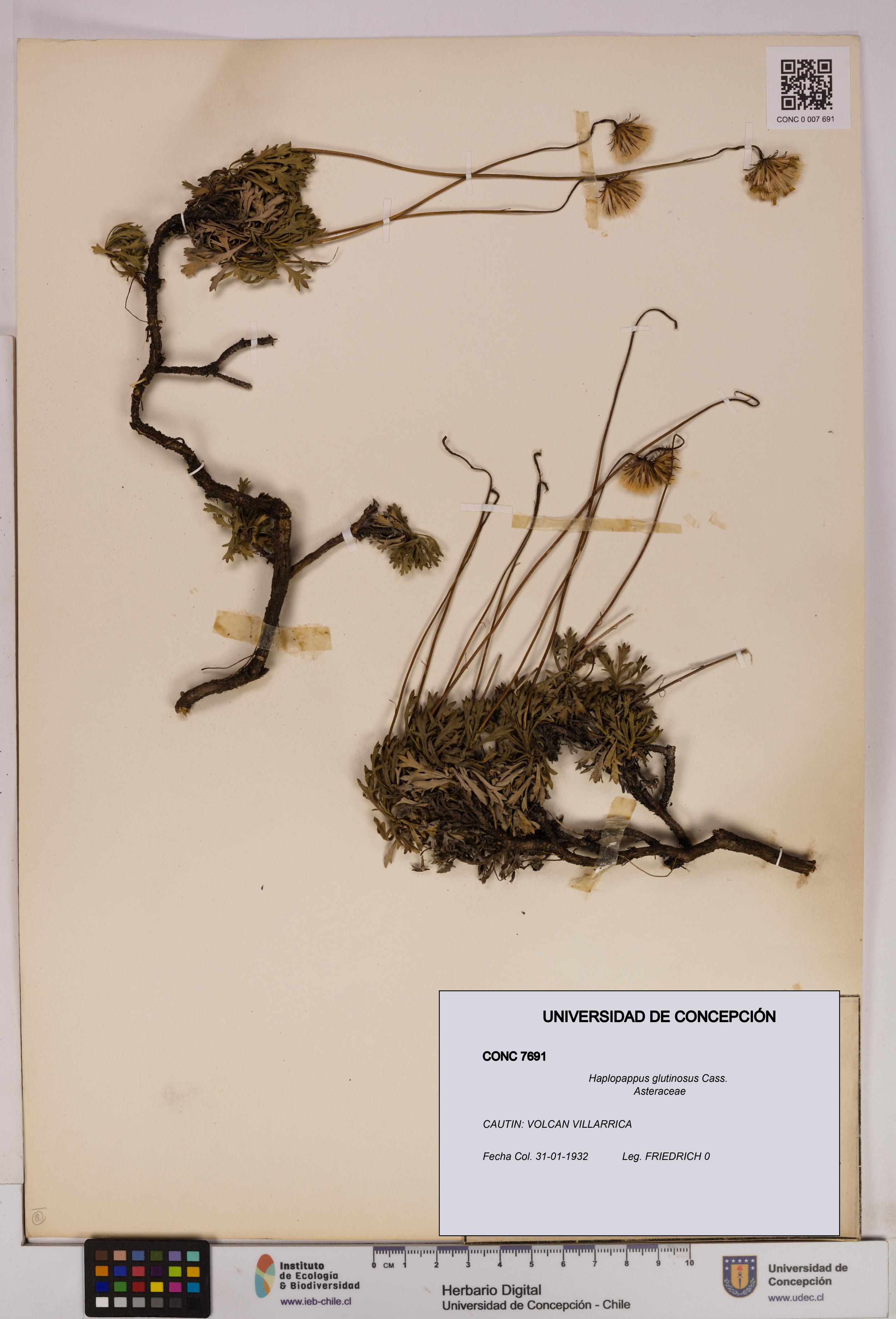 Haplopappus glutinosus [Espécimen: UDEC:CONC:0007691]