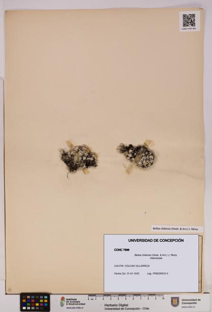 Belloa chilensis [Espécimen: UDEC:CONC:0007696]