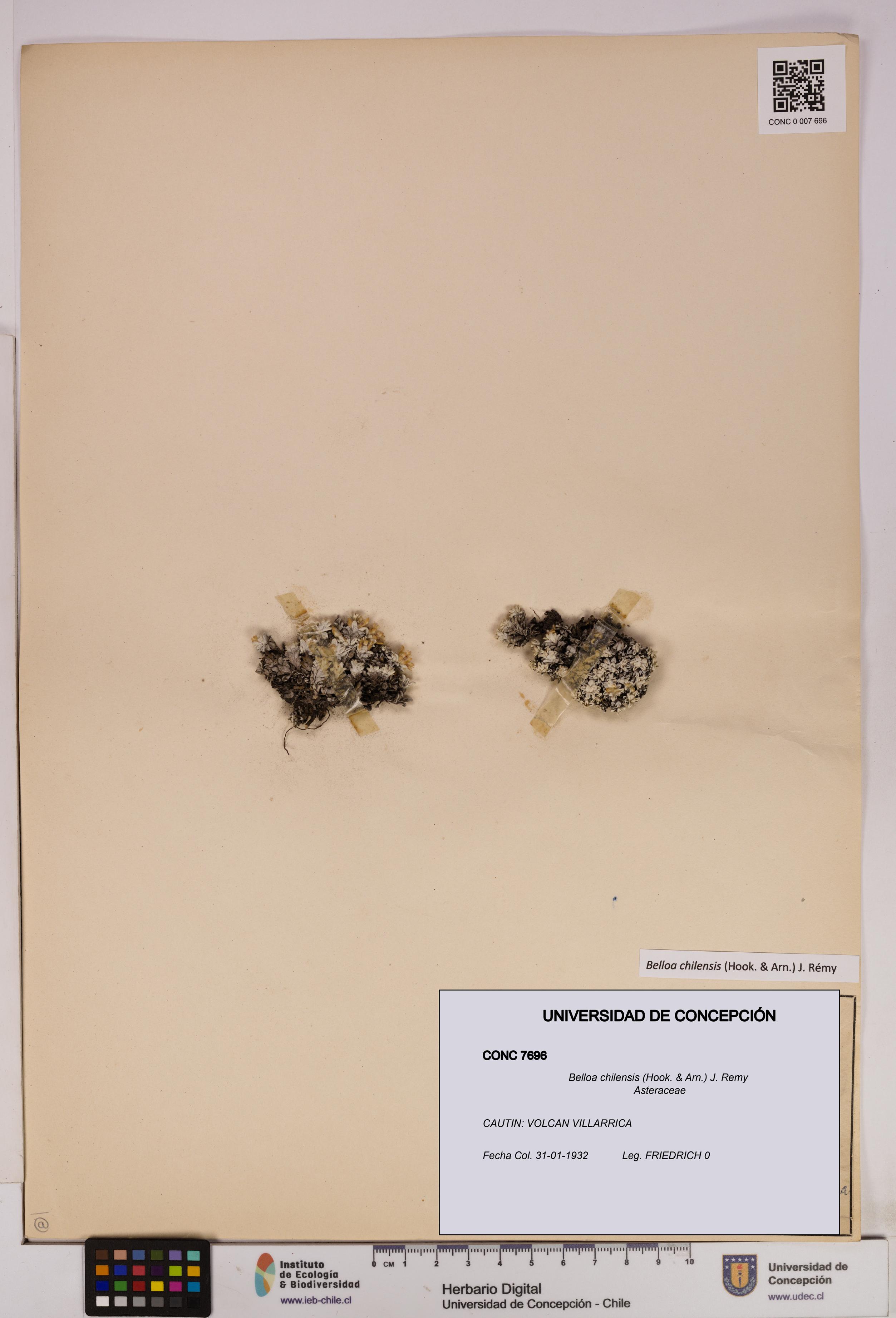 Belloa chilensis [Espécimen: UDEC:CONC:0007696]