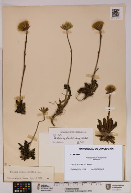 Perezia lyrata [Espécimen: UDEC:CONC:0007697]