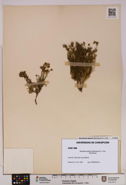 Montiopsis gayana [Espécimen: UDEC:CONC:0007698]