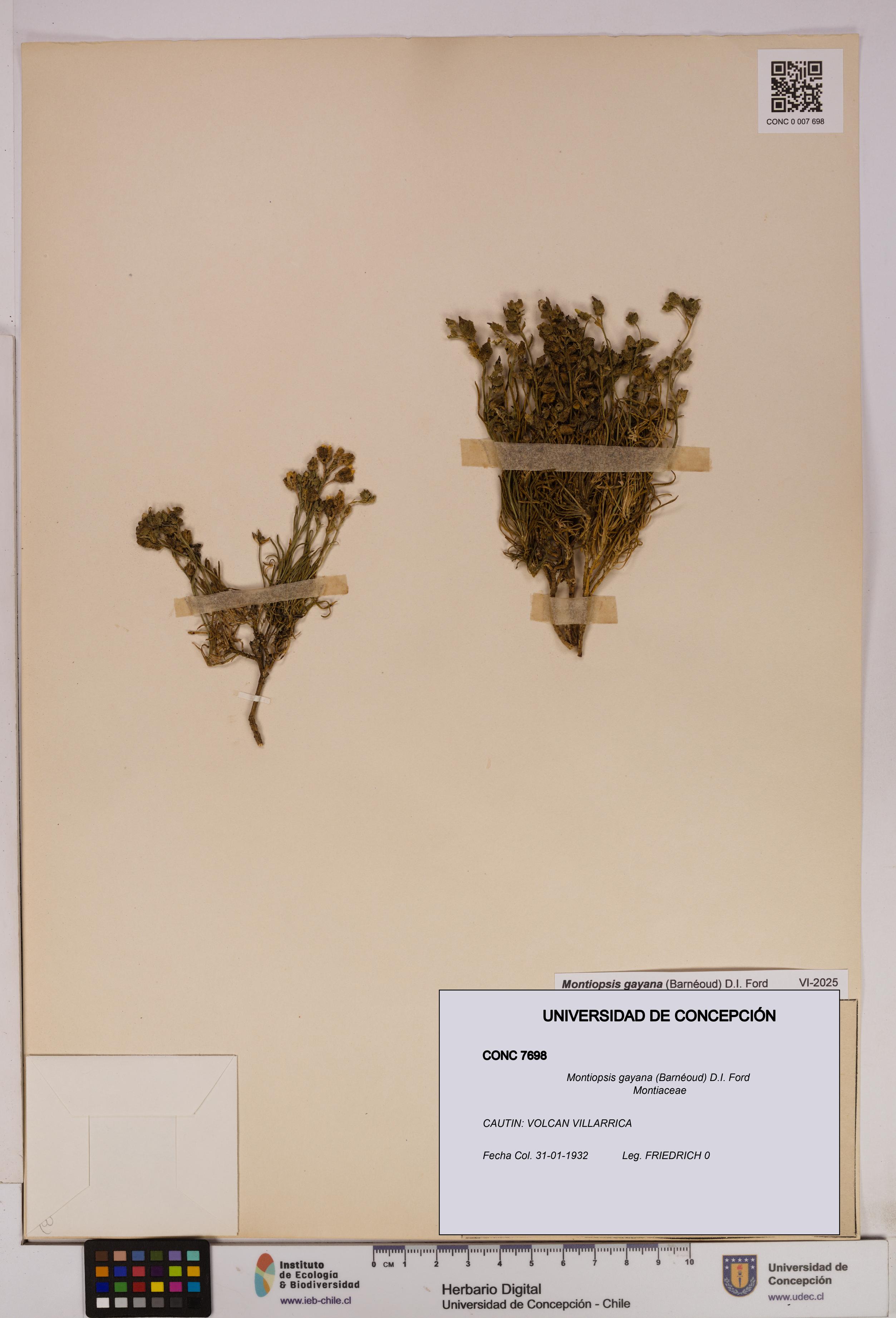 Montiopsis gayana [Espécimen: UDEC:CONC:0007698]