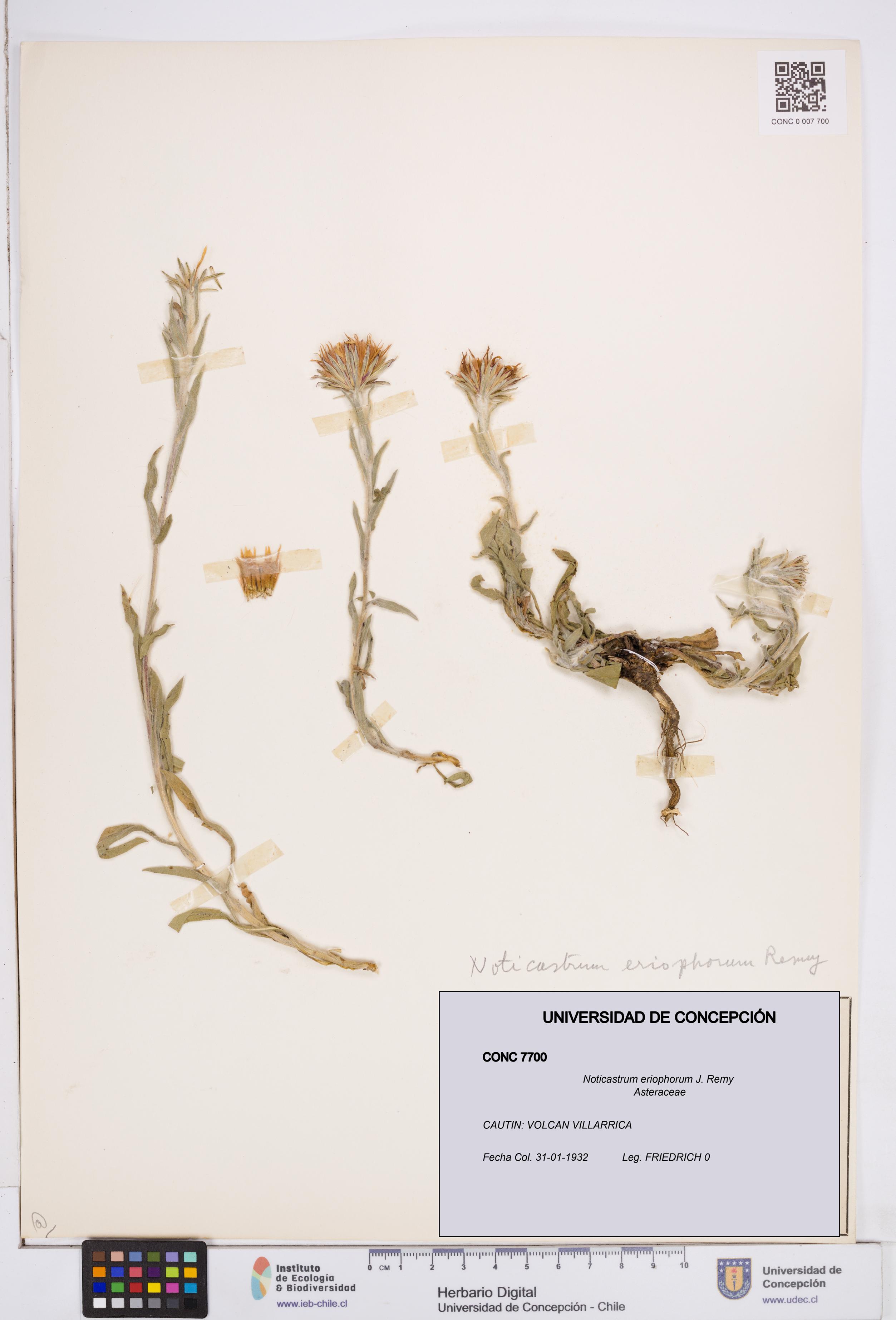 Noticastrum eriophorum [Espécimen: ]