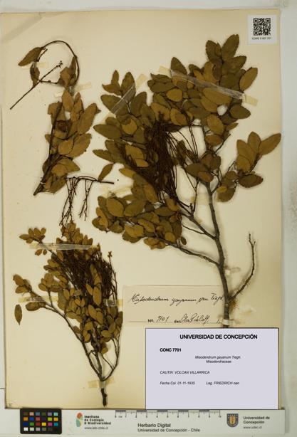 Misodendrum gayanum [Espécimen: UDEC:CONC:0007701]