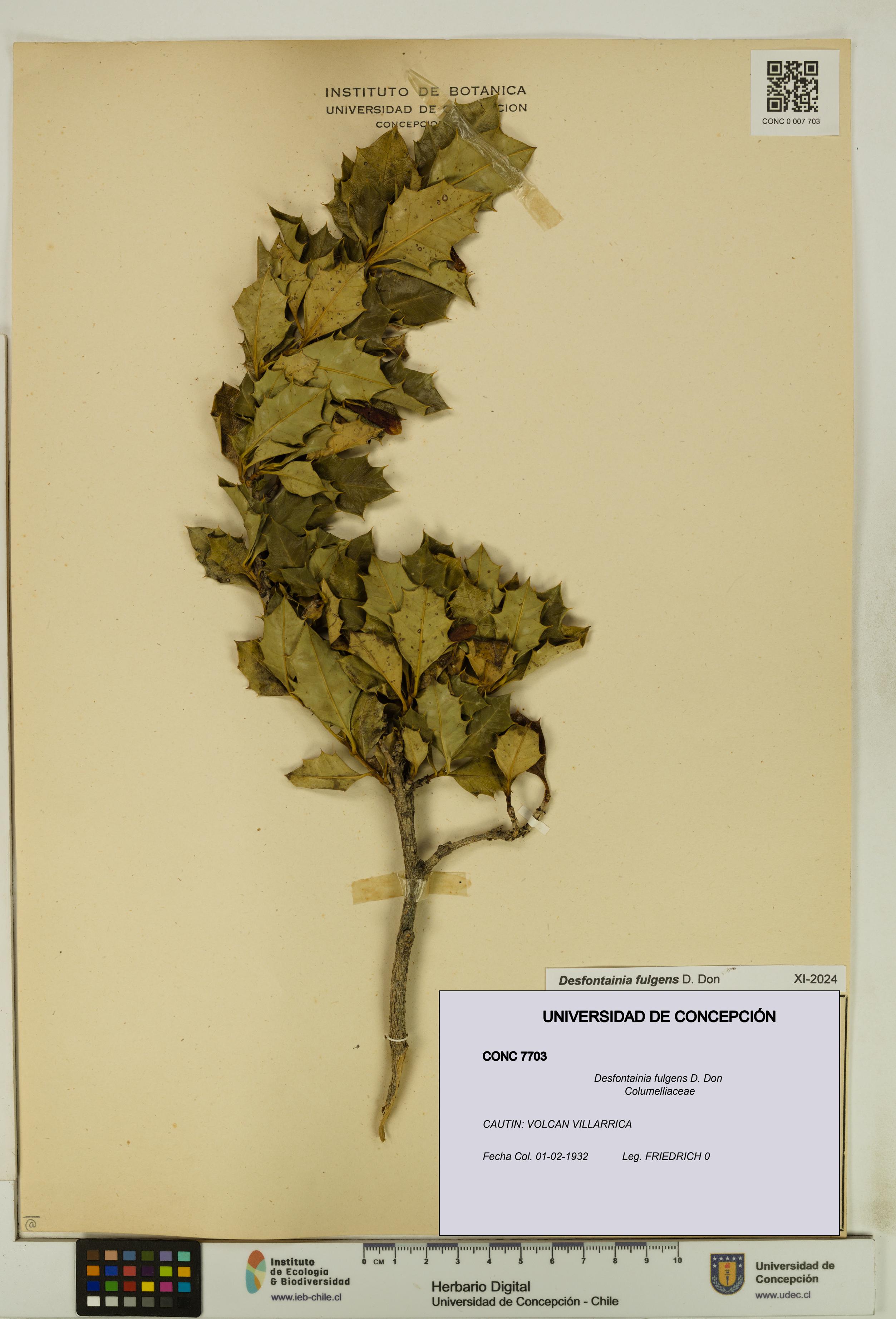 Desfontainia fulgens [Espécimen: UDEC:CONC:0007703]