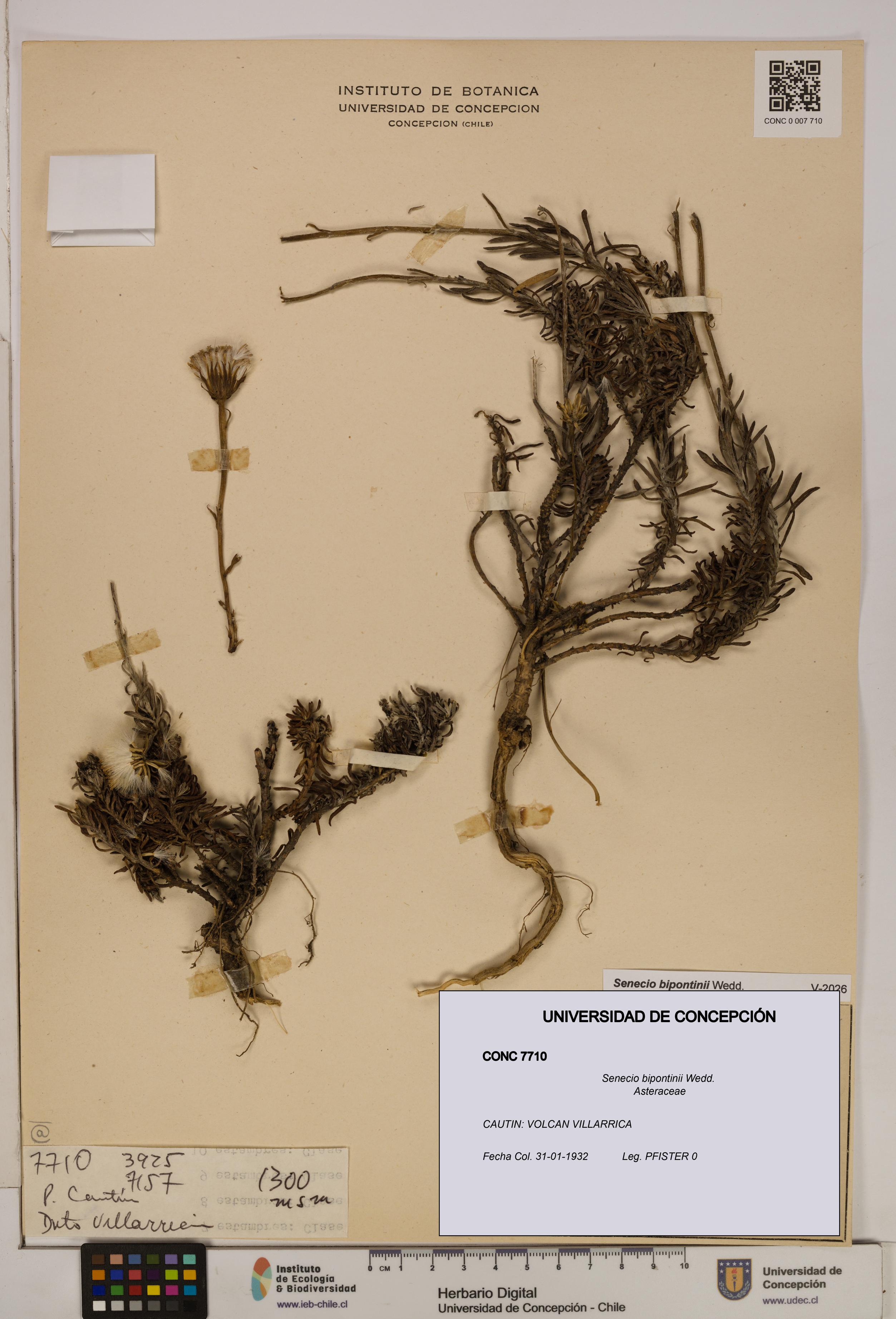 Senecio bipontinii [Espécimen: UDEC:CONC:0007710]