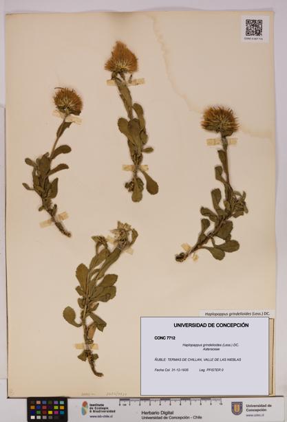 Haplopappus grindelioides [Espécimen: UDEC:CONC:0007712]