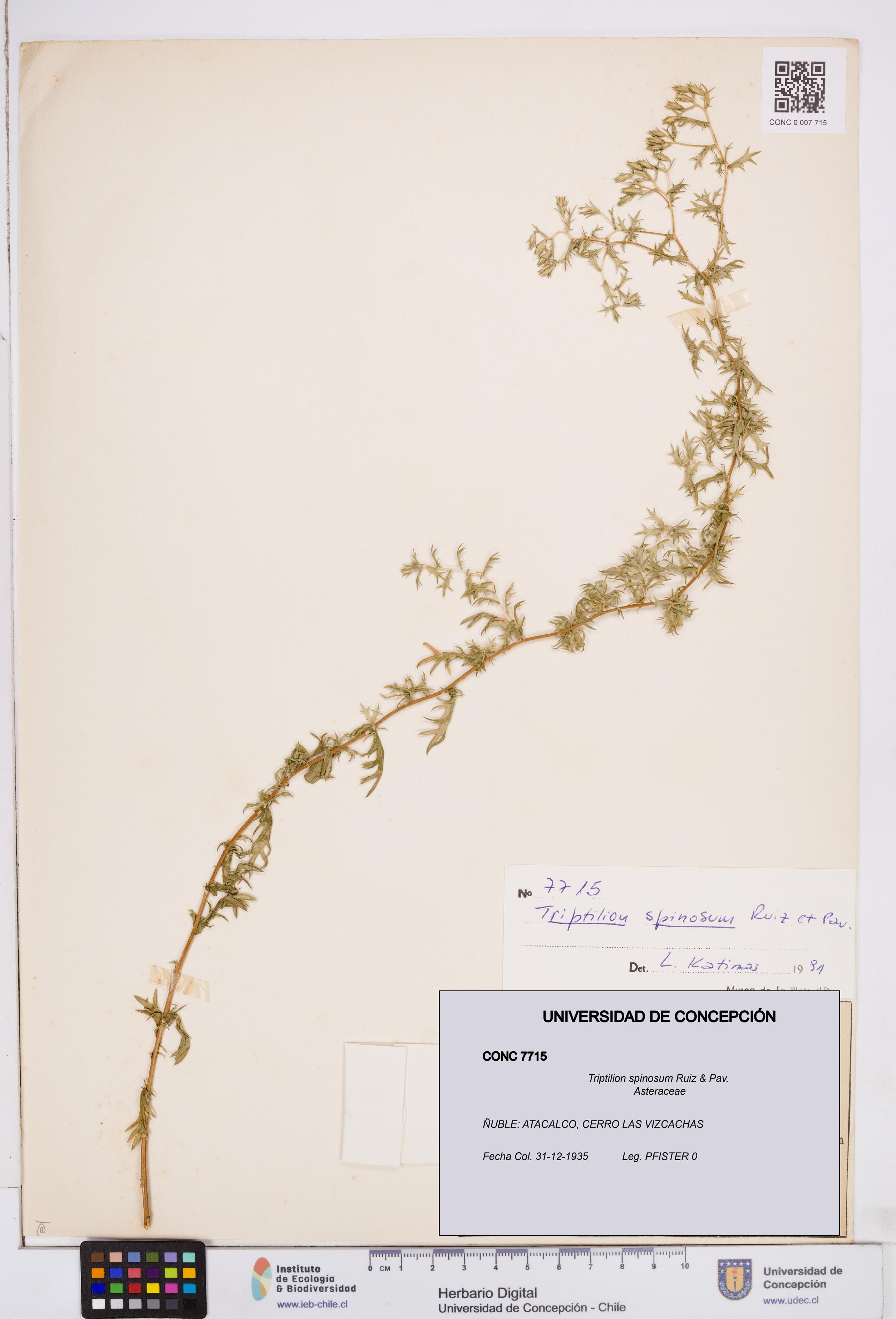 Triptilion spinosum [Espécimen: ]