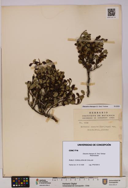 Discaria chacaye [Espécimen: UDEC:CONC:0007718]