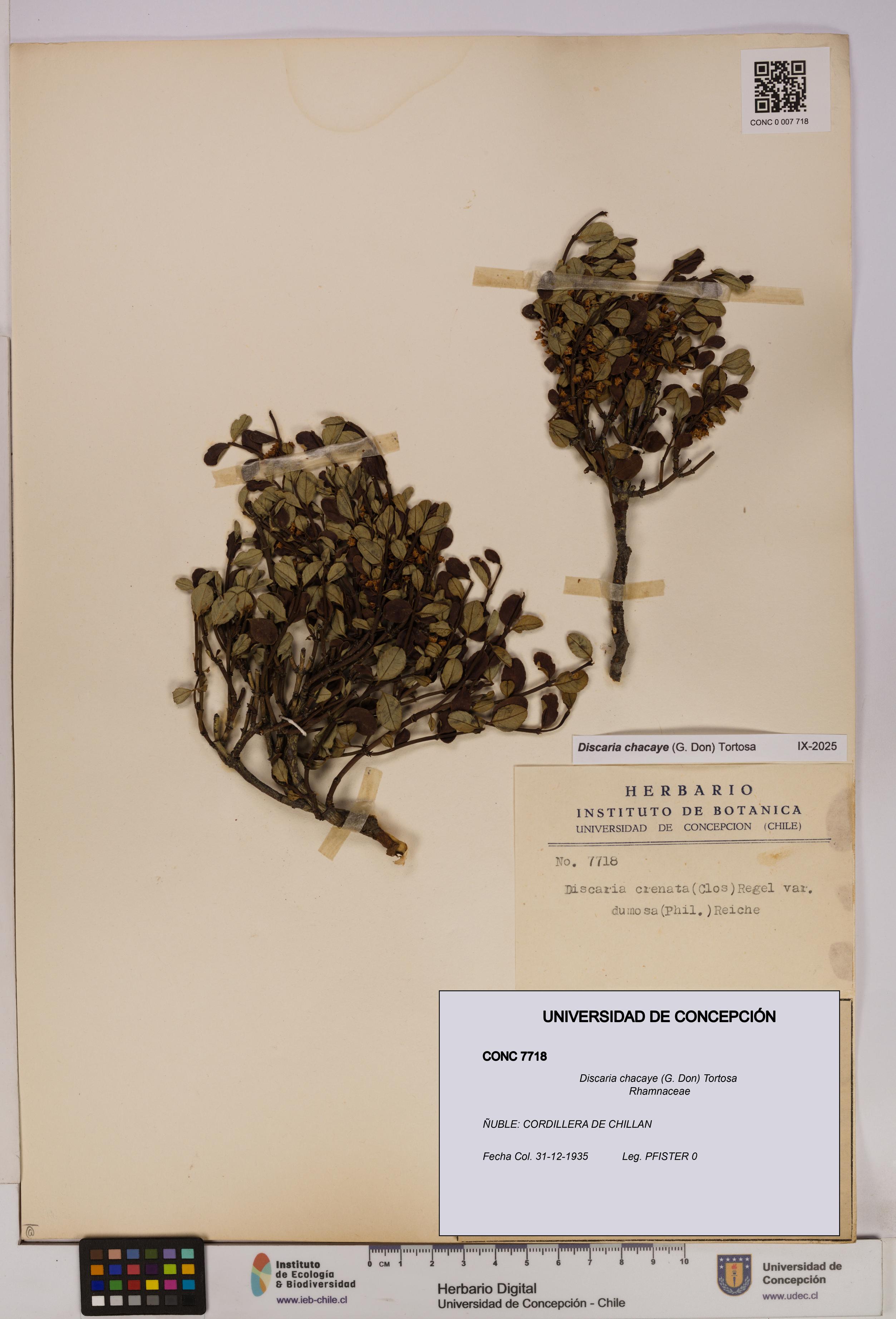 Discaria chacaye [Espécimen: UDEC:CONC:0007718]