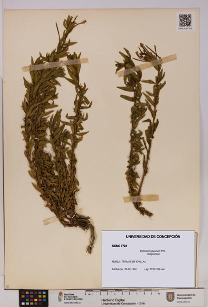Epilobium glaucum [Espécimen: UDEC:CONC:0007722]