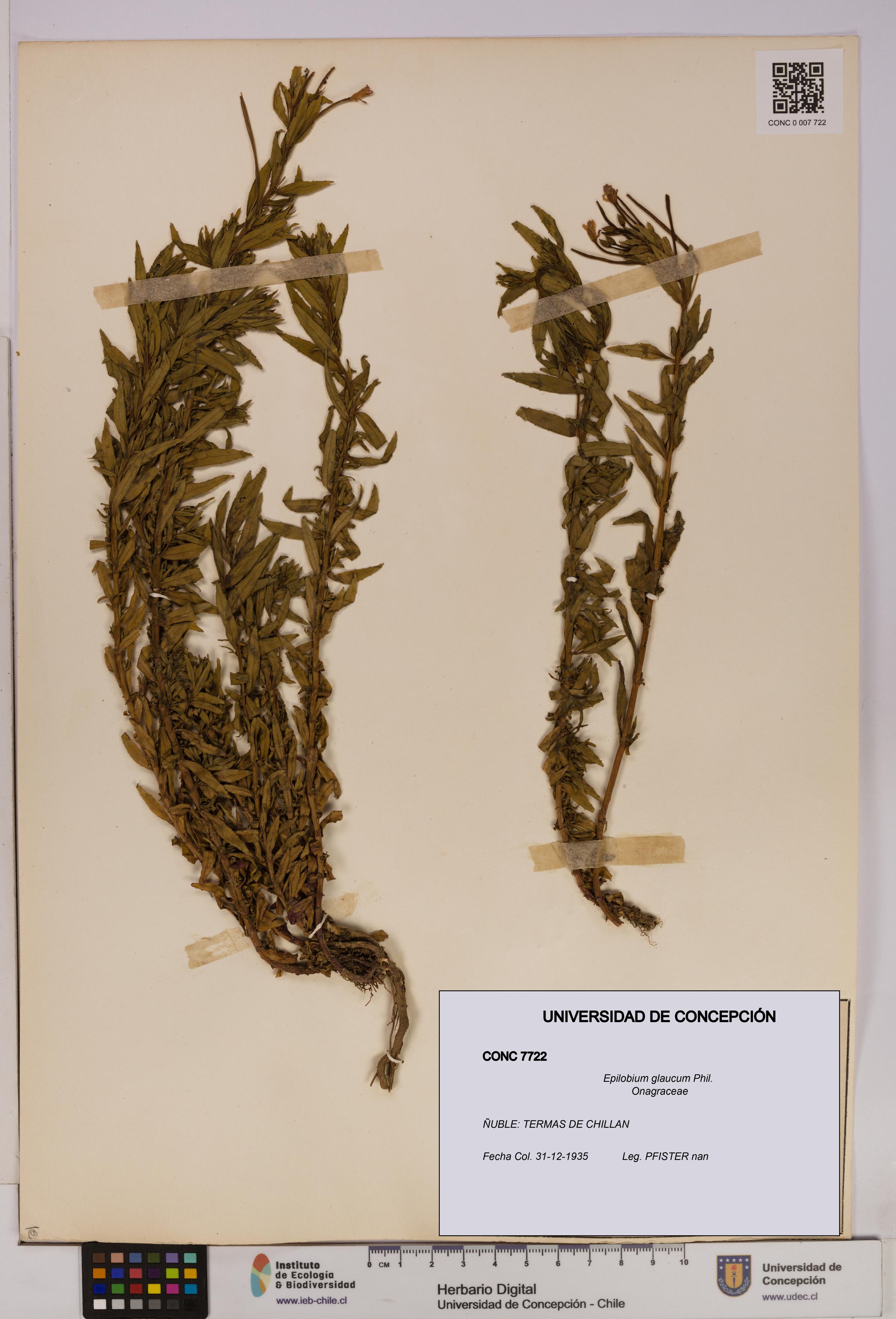 Epilobium glaucum [Espécimen: UDEC:CONC:0007722]