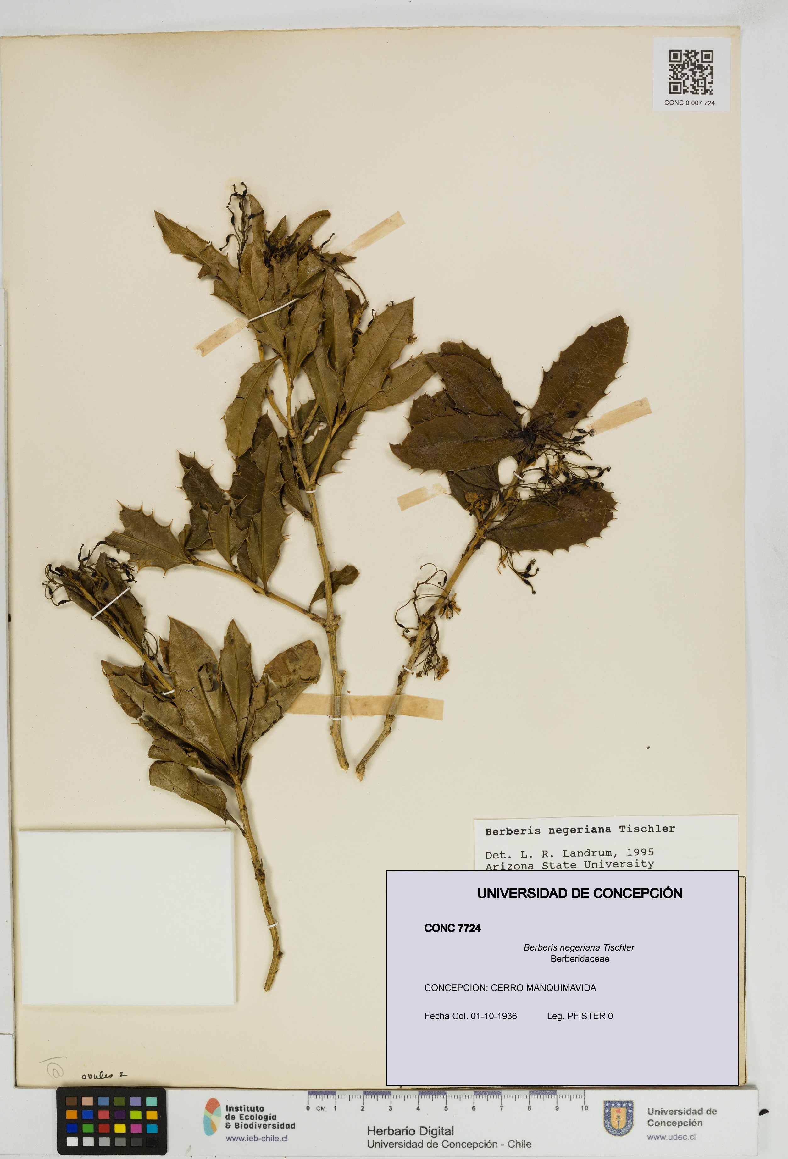 Berberis negeriana [Espécimen: UDEC:CONC:0007724]