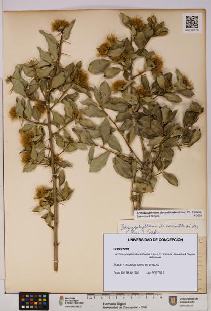 Archidasyphyllum diacanthoides [Espécimen: UDEC:CONC:0007726]