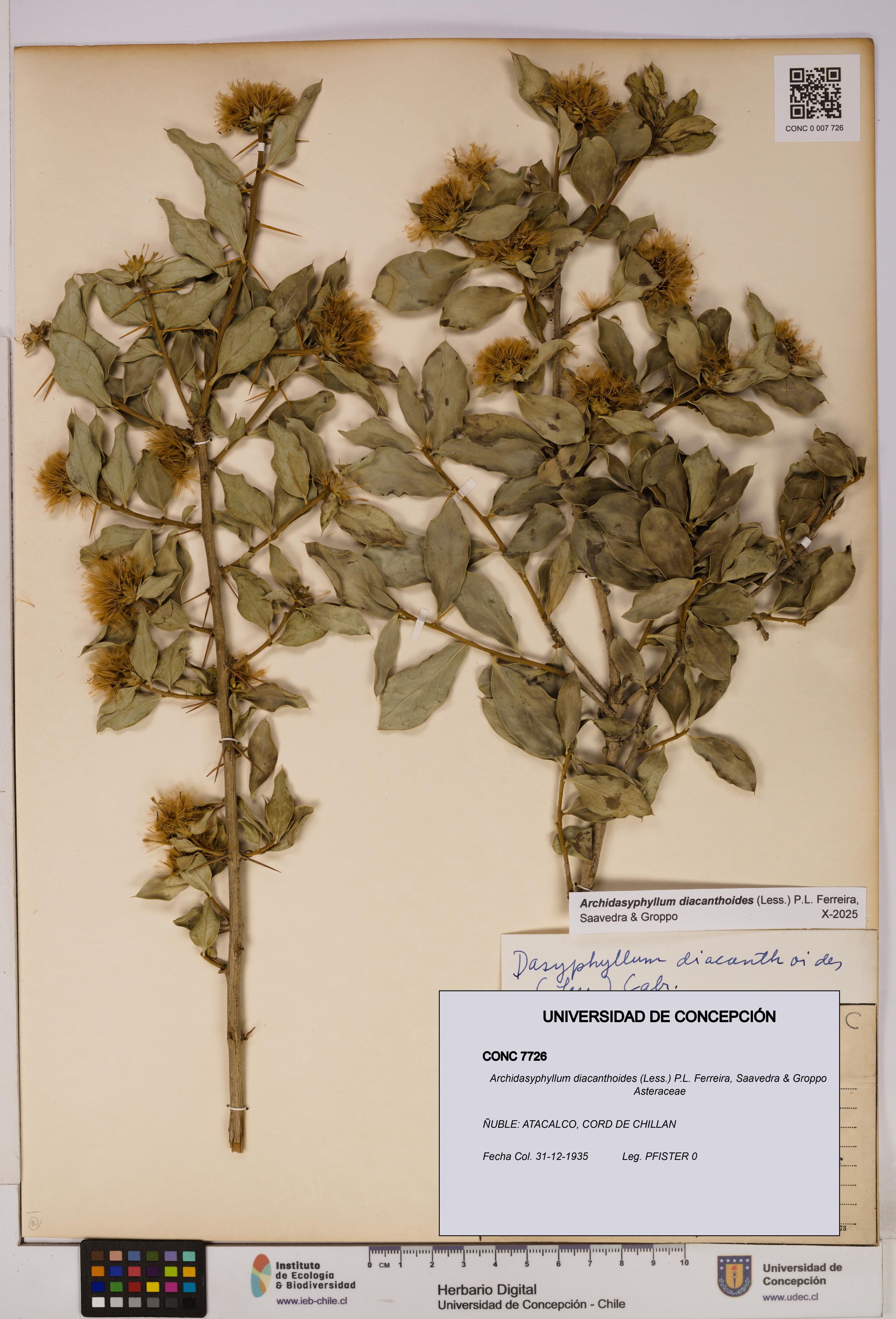 Archidasyphyllum diacanthoides [Espécimen: UDEC:CONC:0007726]