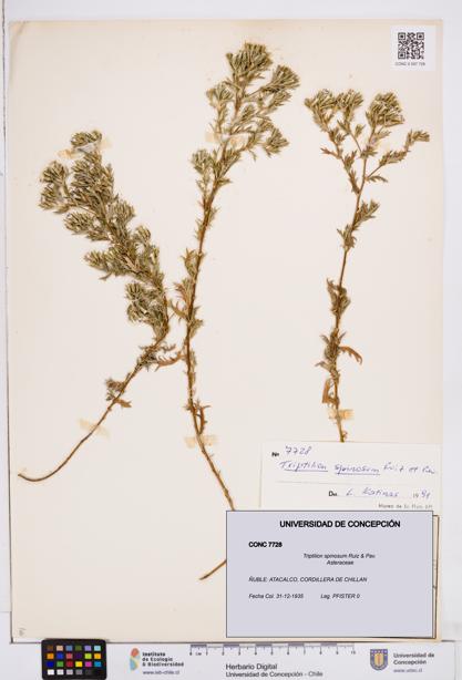 Triptilion spinosum [Espécimen: ]