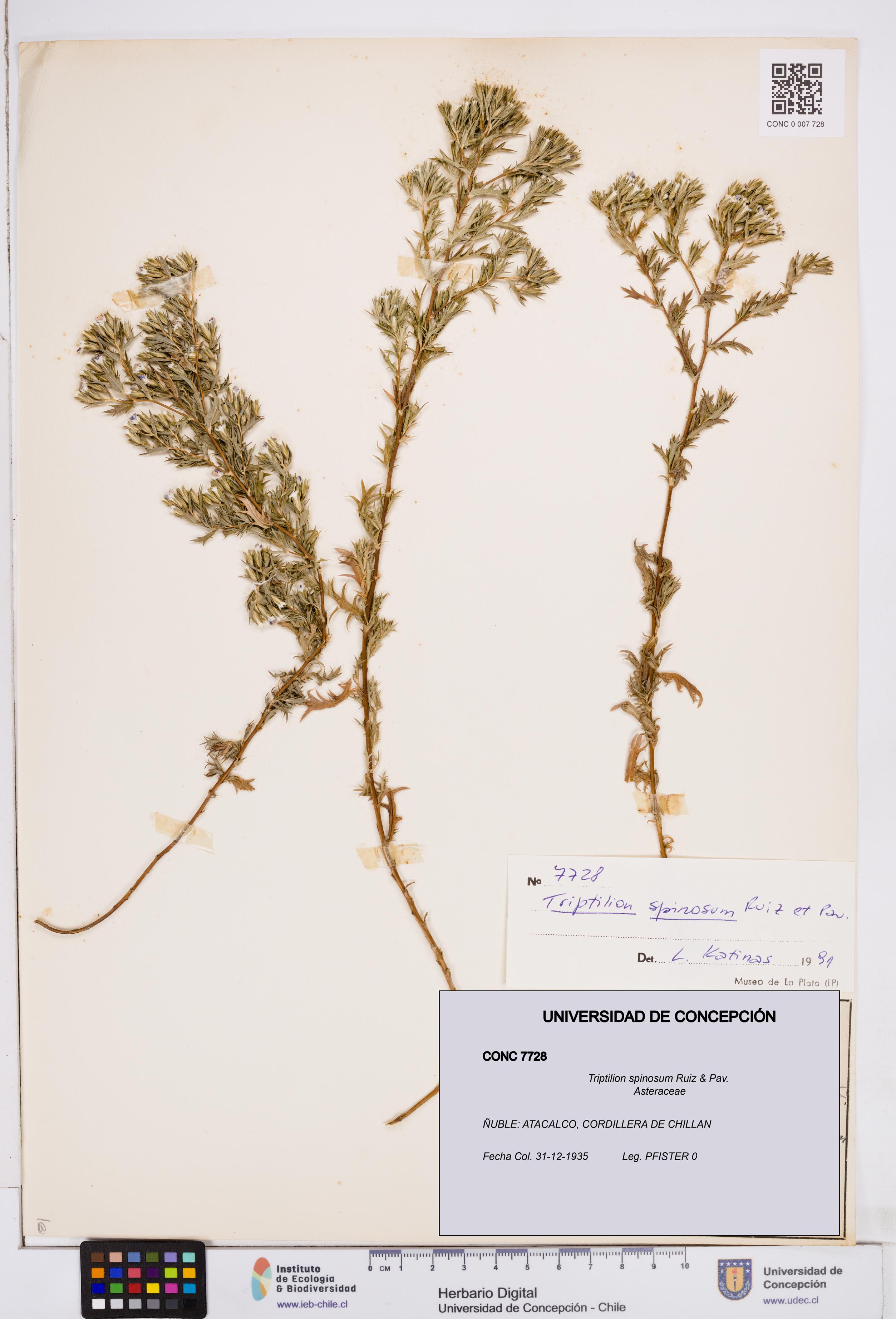 Triptilion spinosum [Espécimen: ]