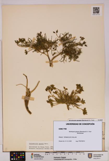 Montiopsis gayana [Espécimen: UDEC:CONC:0007735]