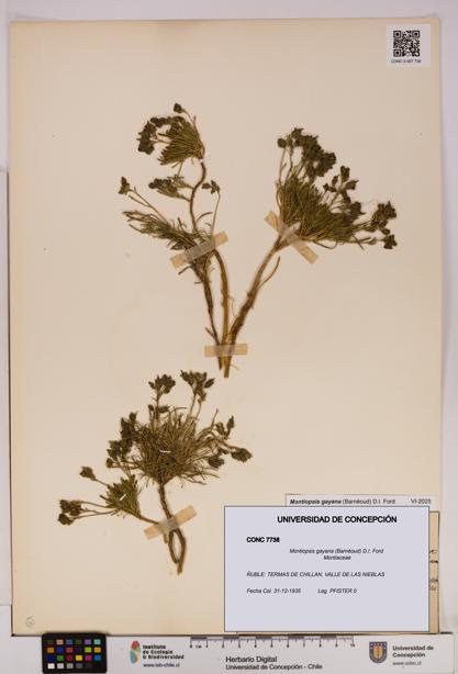 Montiopsis gayana [Espécimen: UDEC:CONC:0007738]