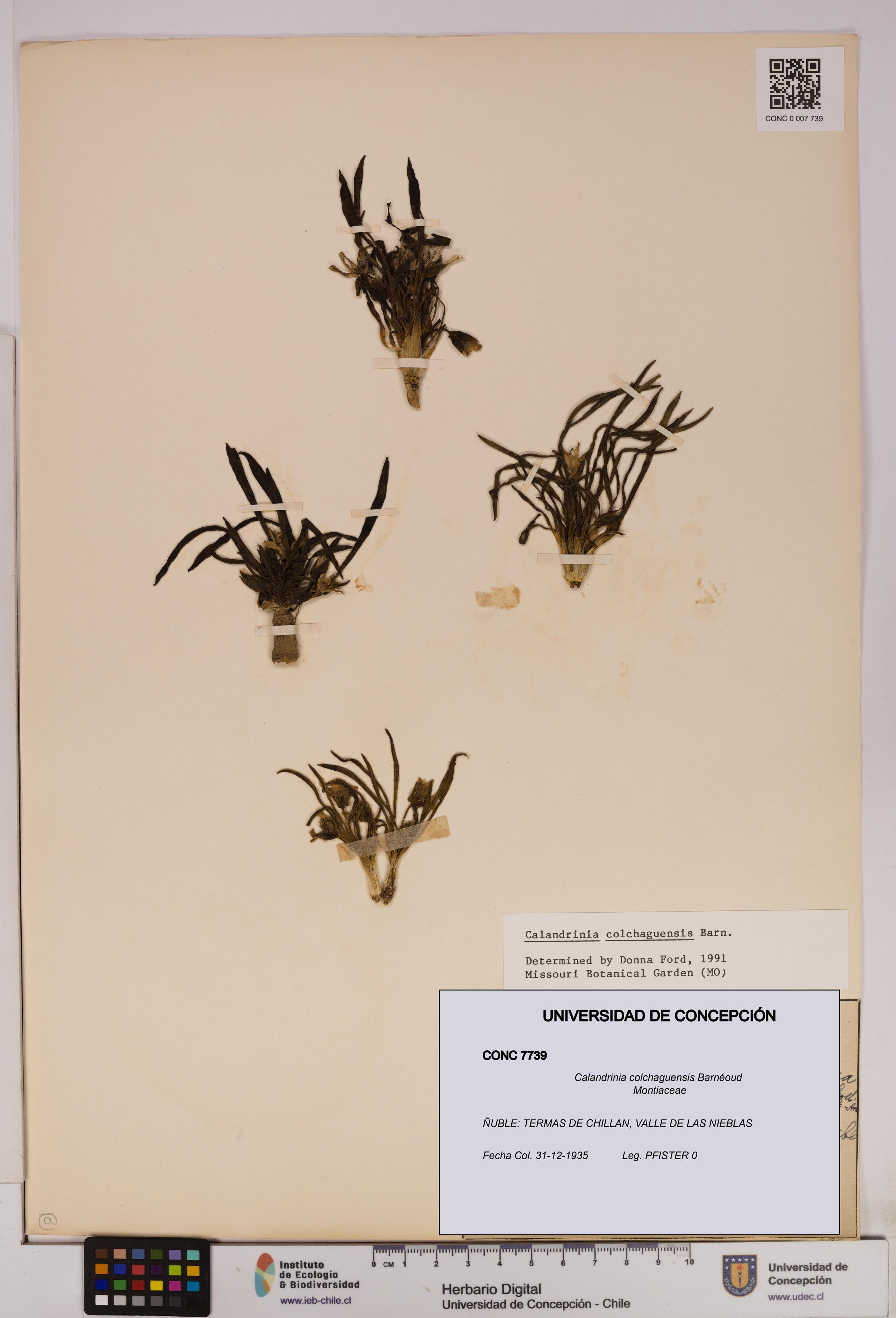 Calandrinia colchaguensis [Espécimen: UDEC:CONC:0007739]