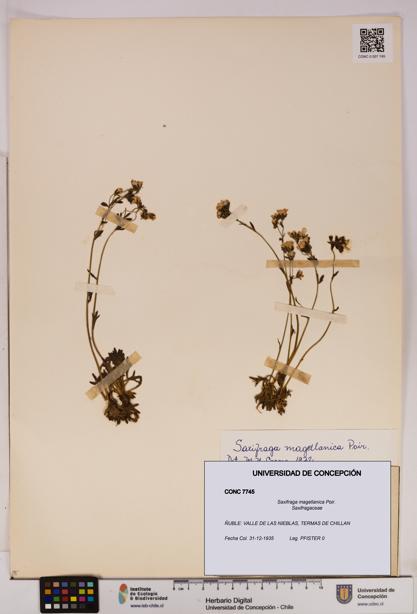 Saxifraga magellanica [Espécimen: UDEC:CONC:0007745]