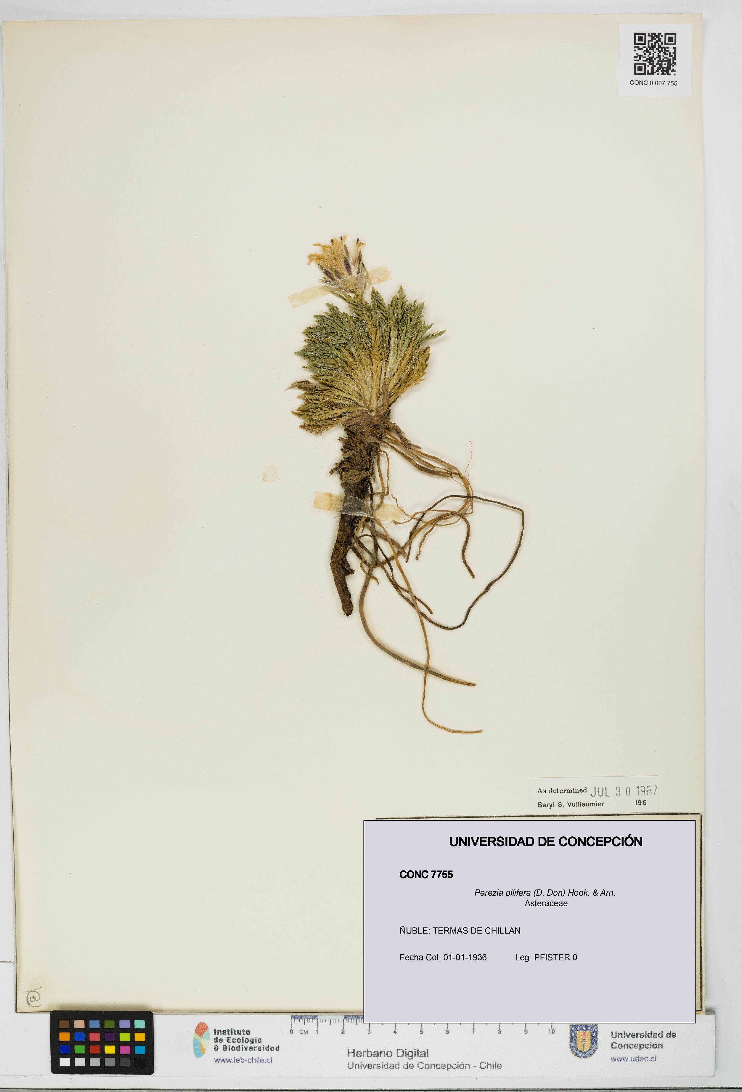 Perezia pilifera [Espécimen: UDEC:CONC:0007755]