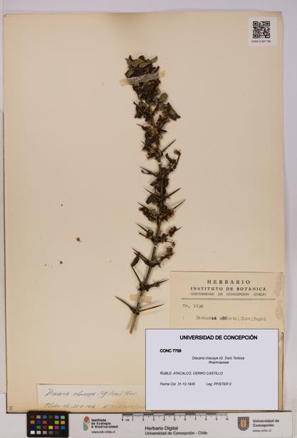 Discaria chacaye [Espécimen: UDEC:CONC:0007758]